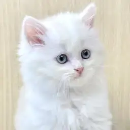 【 サイベリアン 】虜になること確実!サイベリアンがマルワン志村坂下店に登場!