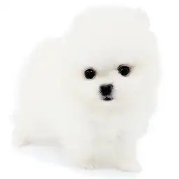 ポメラニアン