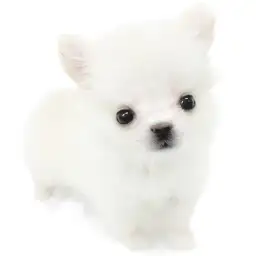チワワ