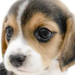 【 ビーグル 】アクティブで優しい性格！一緒に過ごす時間が楽しい相棒犬が大和市に