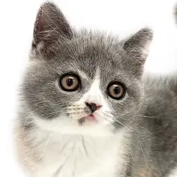 【 ブリティッシュショートヘア 】ダイリュートキャリコは唯一無二！激甘猫が到来！