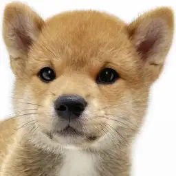 【 柴犬 】愛らしい表情と穏やかな性格が魅力！赤柴の男の子が埼玉浦和に登場！
