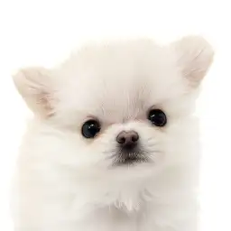 【 チワワ 】たぬき顔がたまらない!クリームカラーのチワワちゃんが仲間入り!