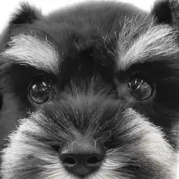 【 シュナウザー 】賢く穏やかな家庭犬！愛されキャラが魅力のモノクロプリンセス！