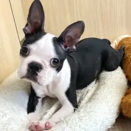 【 ボストンテリア 】ぬいぐるみの扱い方で笑顔にさせてくれるボストンテリアくん！