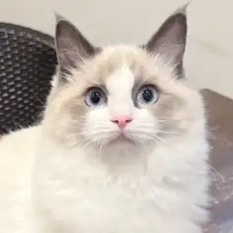 【 ラグドール 】抱っこ好きに成長中!猫とイチャイチャしたい人集まれ!