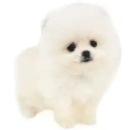 ポメラニアン