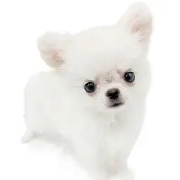 チワワ