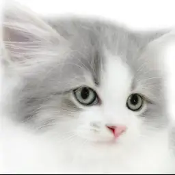 【 サイベリアン 】人懐っこすぎる!一緒に居ることが大好きな生後2ヶ月の子猫!