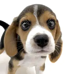 【 ビーグル 】お問い合わせ多数！いつの時代も人気の犬種ビーグルちゃんの最新情報