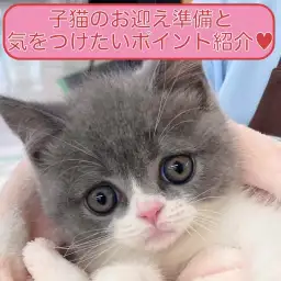 【 保存版 】初心者ユーザーさま必見!子猫のお迎え準備と生活ポイント徹底ガイド!