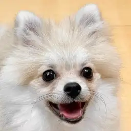 【 ポメラニアン 】社交性抜群！多頭飼いにもオススメできるフレンドリーな女の子
