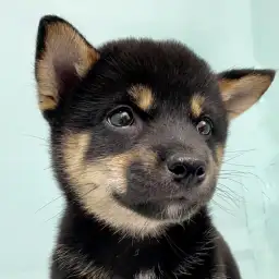 【 柴犬 】勾玉のような眉毛がチャームポイント!大人気黒柴くんが入店しました!