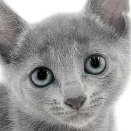 【 ロシアンブルー 】美人猫代表！美しさと可愛さを兼ね備えたアクティブガール