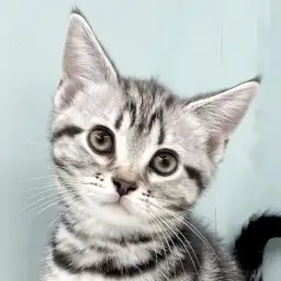 【 アメリカンショートヘア 】無邪気すぎる行動で虜にするアメショちゃんをご紹介!