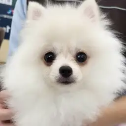 【 ポメラニアン 】お手入れマスターポメちゃんのお風呂シーンを特別大公開!