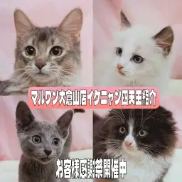 【 お客様感謝祭 】マルワン大倉山店の甘えん坊イケニャン四天王紹介!