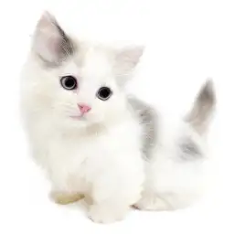 ミヌエット