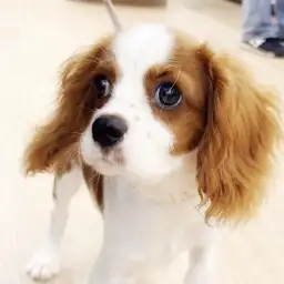【 キャバリア 】キャバリアちゃん初めてのお散歩に密着!