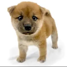柴犬