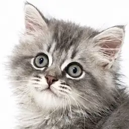 【 サイベリアン 】輝くシルバータビーの王子様キャット!
