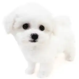 ビションフリーゼ