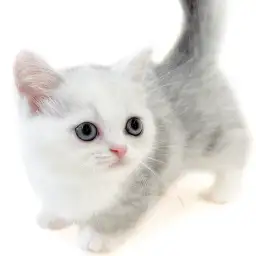 ミヌエット