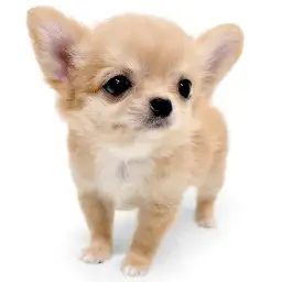 チワワ