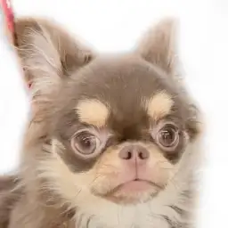 【 チワワ 】無駄吠え少なめ!犬も猫も人も大好きな女の子!
