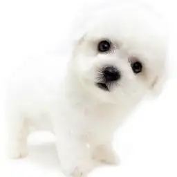 ビションフリーゼ