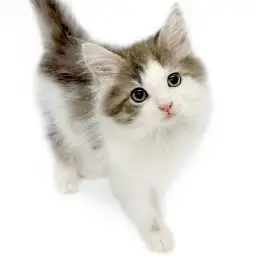 ノルウェージャンフォレストキャット