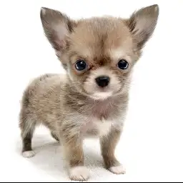 チワワ