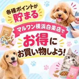 【 お知らせ 】各種ポイントが貯まる!横浜白楽店でお得にお買い物したい方集まれ!