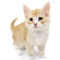 ノルウェージャンフォレストキャット