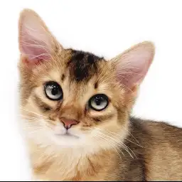 【 ソマリ 】超がつくほど人好きの性格！抱っこ猫をお探しの方必見！