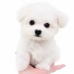 ビションフリーゼ