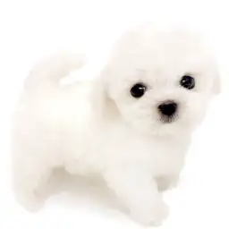 マルチーズ
