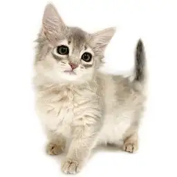 ソマリ