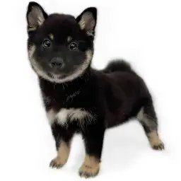 柴犬