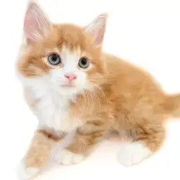 ノルウェージャンフォレストキャット