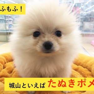 ペッツワン城山店オススメベイビー!(No.118096)