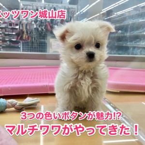 【MIX〜マルチーズ×チワワ】店長激推し！３つの黒いボタンが魅力のマルチワワ登場！！：城山店No.118120