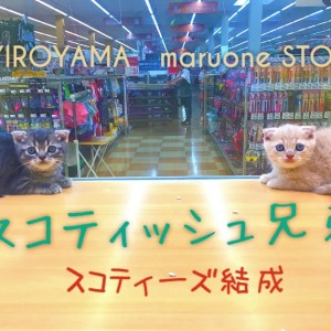 【スコティッシュフォールド兄弟】:最強コンビ結成!あなたのハートを撃ち抜くスコティーズ兄弟♡:ペッツワン城山店ピックアップベイビー!No.118154&118155