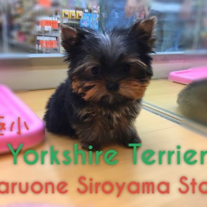 【スペシャルヨーキー】マルワン史上最高クラス!?甘いマスクで見る人すべてを魅了する!:ペッツワン城山店ピックアップベイビー!No.118159