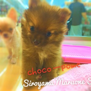 【チョコポメラニアン】新ジャンル!?「激カワスイーツ系」のプリティーガールがやってきた!:ペッツワン城山店ピックアップベイビー!No.118158