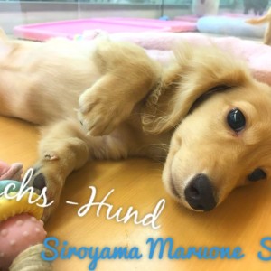 【ミニチュア・ダックスフント】:我が家のアイドル間違い無し!?最強クラスに懐っこいダックスくん:ペッツワン城山店オススメベイビー!No.118147