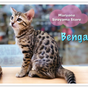 【ベンガル】城山店初登場!!最高に綺麗なヒョウ柄にゃんこ登場!!:ペッツワン城山店ピックアップベイビー!No.118173