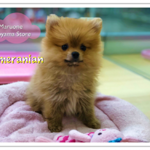 【超タヌキ顔ポメラニアン】絶対見逃し禁止!天使の様な超絶プリティフェイス♡:ペッツワン城山店オススメベイビー!No.118180