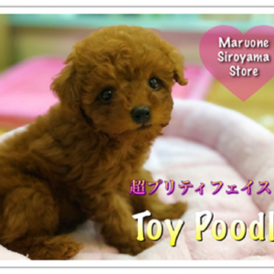 【トイ・プードル】可愛さ最高クラスのSUPERプードル♡:ペッツワン城山店PICKUPベイビー!NO.118195