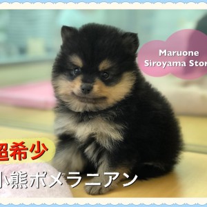 【小熊ポメラニアン】緊急ブログ!!見なきゃ絶対損なスペシャルパピー:ペットショップ|ペッツワン城山店|子犬情報|NO.118232(神奈川県相模原市)
